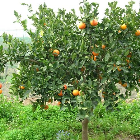 Agriturismo Baglio Donna Santa Dattilo المظهر الخارجي الصورة